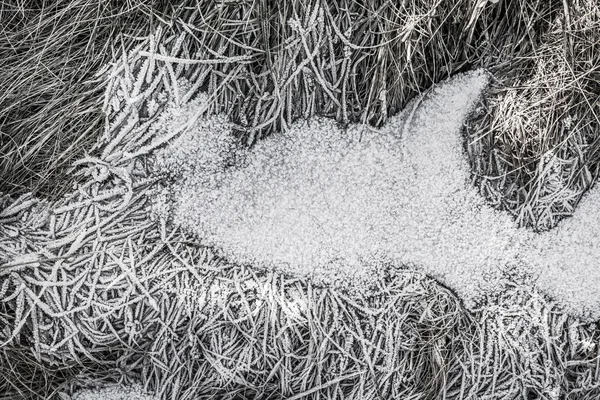 Sníh tráva pokryté jinovatka — Stock fotografie