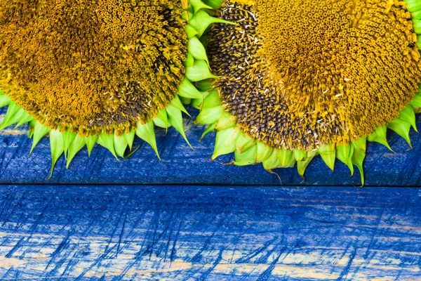 Dwie żółte słoneczniki malowane ogrodzenia — Zdjęcie stockowe