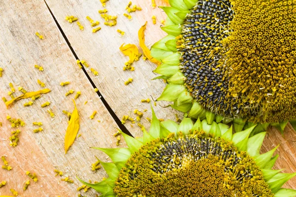 Background flower sunflower seeds wooden countertop — Stock Photo, Image