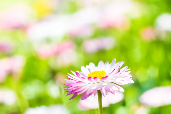 Wiosna zbliżenie ogród stokrotka kwiat — Zdjęcie stockowe