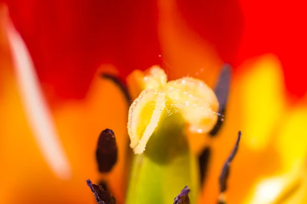 Κόκκινη τουλίπα closeup μέσα στήμονες λουλούδι — Φωτογραφία Αρχείου