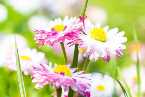 春の庭のクローズ アップのデイジーの花 — ストック写真