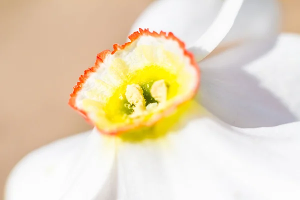 Λουλούδι Νάρκισσος closeup στον κήπο την άνοιξη — Φωτογραφία Αρχείου