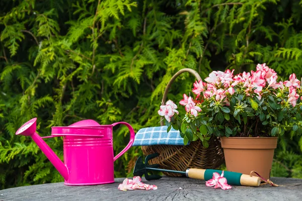 Diferentes herramientas plantas primavera jardín —  Fotos de Stock