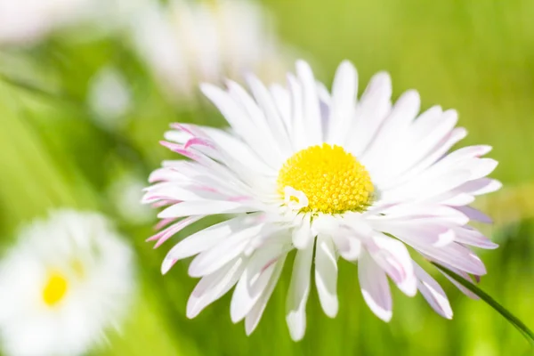 春の庭のクローズ アップのデイジーの花 — ストック写真