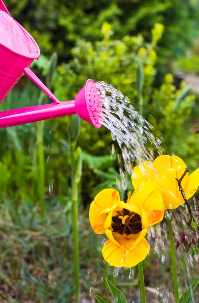 Watering flowers spring garden watering can — Stock Photo, Image