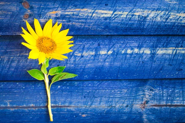 Girassol amarelo cerca pintada — Fotografia de Stock