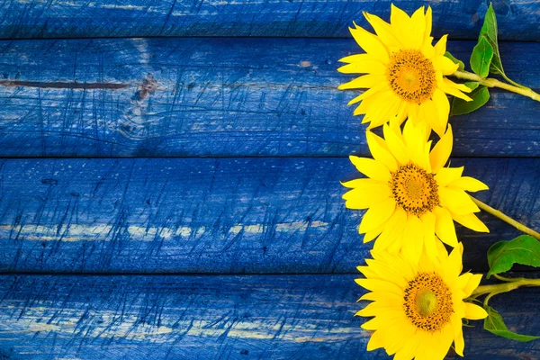 Yellow sunflowers painted fence — Stock Photo, Image