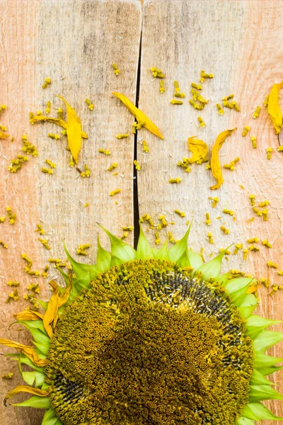 Fundo flor girassol sementes bancada de madeira — Fotografia de Stock