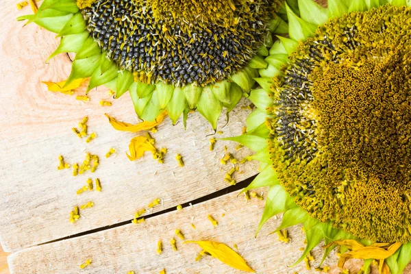 Фон квітки насіння соняшнику дерев'яна стільниця — стокове фото
