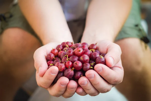 Manliga händer anläggning frisk luft krusbär frukt — Stockfoto