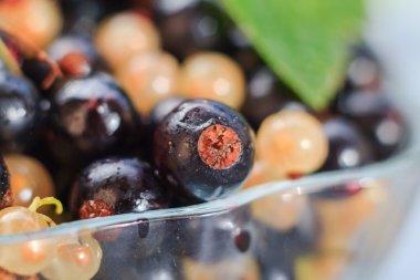 Yaz portre renkli meyve kuş üzümü hasat