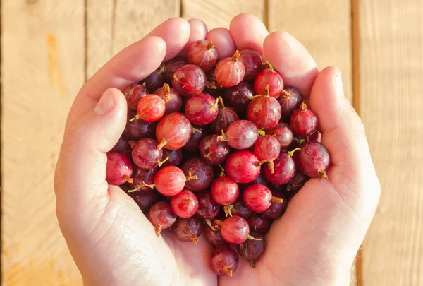 Freshly fruits gooseberries hands man — Stock Photo, Image