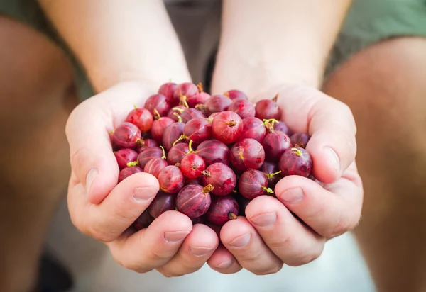 Manliga händer anläggning frisk luft krusbär frukt — Stockfoto