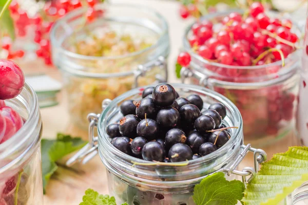 Black red white currants gooseberries cherries jars preparations — Stock Photo, Image
