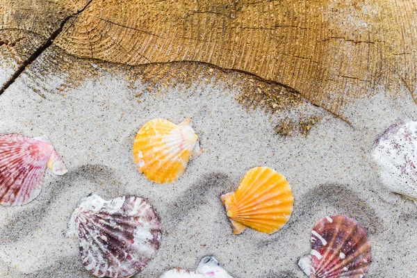 Kleurrijke zeeschelpen zand bestuur — Stockfoto