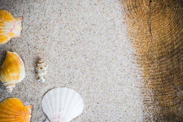 Kleurrijke zeeschelpen zand bestuur — Stockfoto