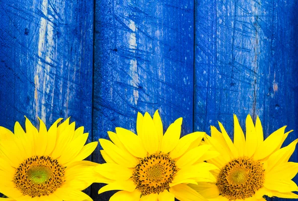 Gelbe Sonnenblumen bemalten Zaun — Stockfoto