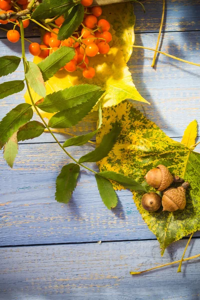 Outono fundo deixa frutas mesa azul — Fotografia de Stock