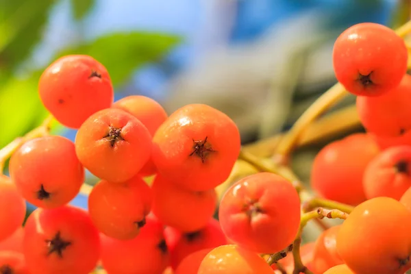 Closeup autumnal fruits rowan — Stock Photo, Image