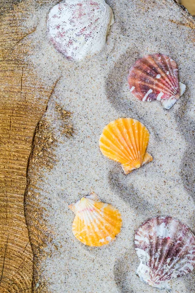 Colorfull Sea shells sand board — Stock Photo, Image