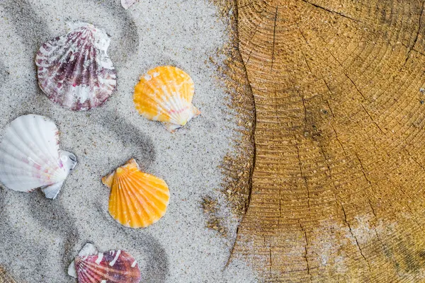 Kleurrijke zeeschelpen zand bestuur — Stockfoto