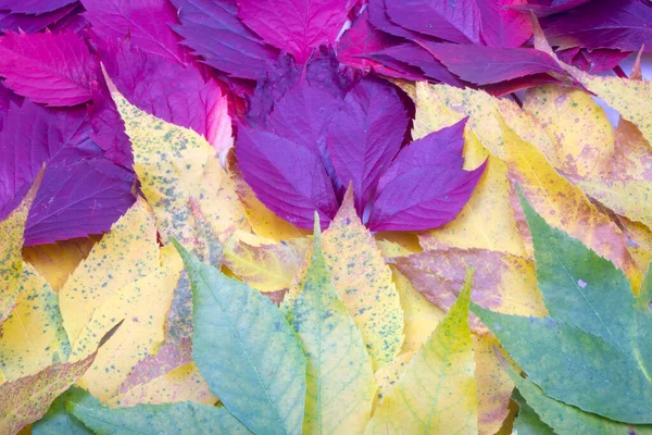 Renkli sonbahar yaprakları - kırmızı, sarı, yeşil