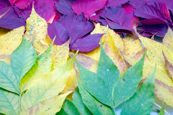 Colorful autumn leaves - red, yellow, green