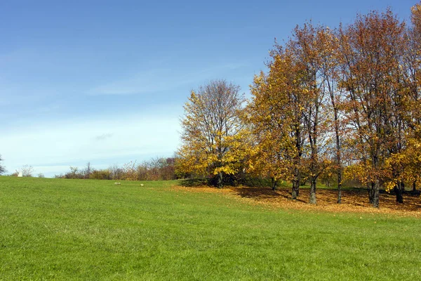 Autumn Coming Autumn Landscape Trees Beautiful Yellow Leaves Green Lawn — Stock Photo, Image