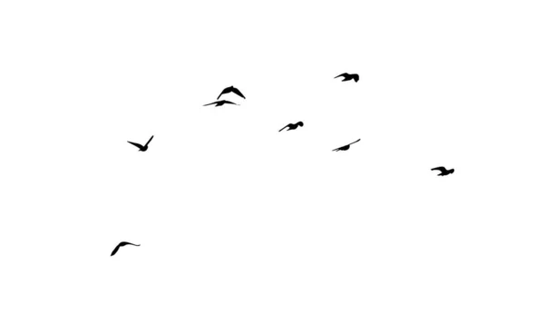 Un grand troupeau d'oiseaux volants. Des oiseaux libres. Illustration vectorielle — Image vectorielle