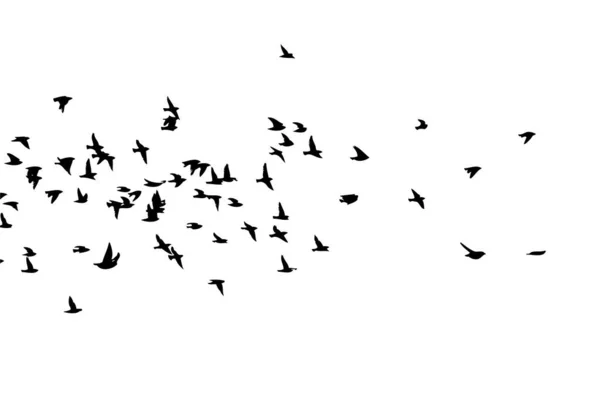 Un troupeau d'oiseaux volants. Des oiseaux libres. Illustration vectorielle — Image vectorielle