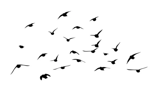 날으는 새 떼. 자유 로운 새들. 벡터 일러스트 — 스톡 벡터