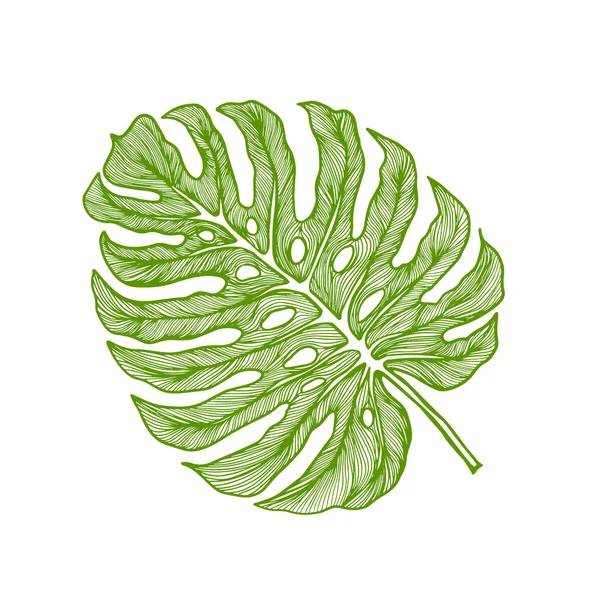 Foglia grafica monstera. Belle piante esotiche disegnate a mano. Illustrazione vettoriale — Vettoriale Stock