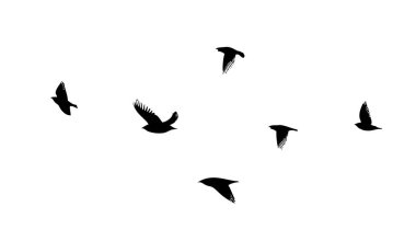 Uçan bir kuş sürüsü. Özgür kuşlar. Vektör illüstrasyonu