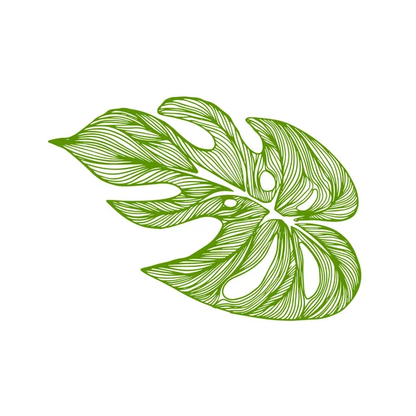 Grafisches Monsterblatt. Schöne handgezeichnete exotische Pflanzen. Vektorillustration — Stockvektor