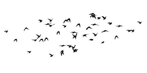 Uno stormo di uccelli che volano via. illustrazione vettoriale in bianco e nero — Vettoriale Stock
