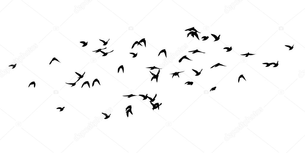 a flock of birds flying off. black and white vector illustration