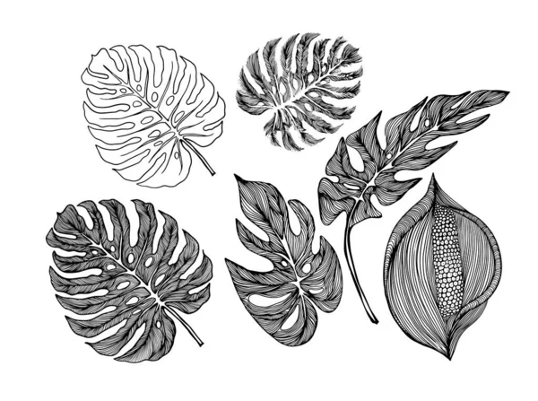 Güzel el çizimi egzotik bitkiler. Canavar yaprakları hazır. Tek renkli grafik yapraklar. Vektör illüstrasyonu — Stok Vektör