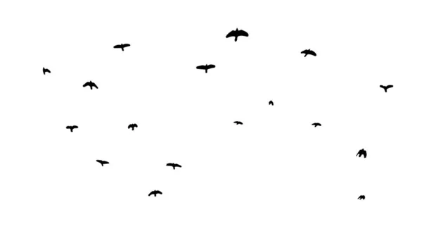 Uçan bir kuş sürüsü. Özgür kuşlar. Vektör illüstrasyonu — Stok Vektör