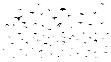 Uçan bir kuş sürüsü. Özgür kuşlar. Vektör illüstrasyonu