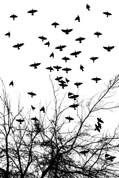 Illustration réaliste avec des silhouettes de trois oiseaux corbeaux ou corbeaux assis sur une branche d'arbre sans feuilles et volant, isolés sur fond blanc vecteur — Image vectorielle