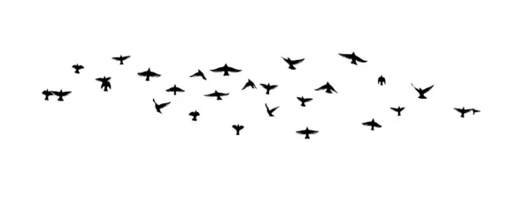 Un troupeau d'oiseaux volants. Des oiseaux libres. Illustration vectorielle — Image vectorielle