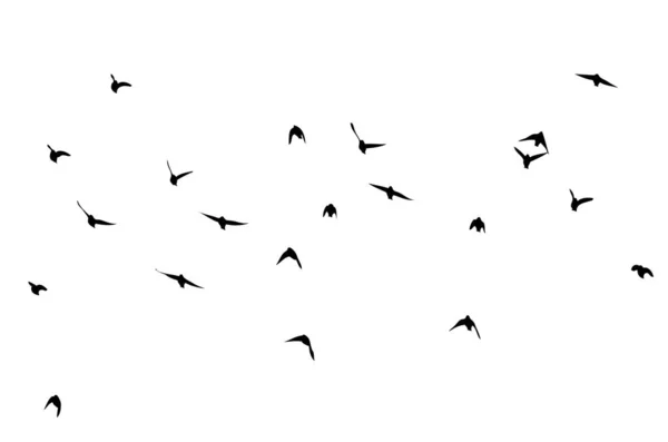 Una bandada de aves voladoras. Pájaros libres. Ilustración vectorial — Archivo Imágenes Vectoriales