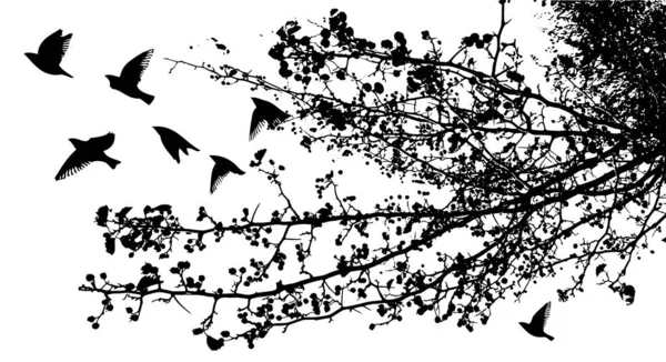Realistisk illustration med silhuetter av tre fåglar - kråkor eller ravens sitter på trädgren utan blad och flyger, isolerad på vit bakgrund - vektorgrafik — Stock vektor