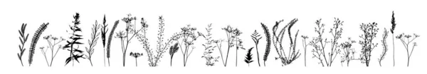 Silhouette nere di erba, fiori ed erbe isolate su sfondo bianco. Fiori disegnati a mano schizzo. Illustrazione vettoriale — Vettoriale Stock