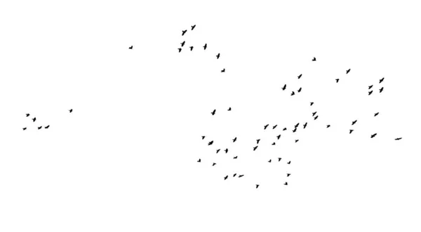Uno stormo di uccelli volanti. Uccelli liberi. Illustrazione vettoriale — Vettoriale Stock