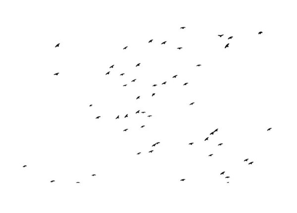 Ένα σμήνος από ιπτάμενα πουλιά. Δωρεάν πουλιά. Εικονογράφηση διανύσματος — Διανυσματικό Αρχείο