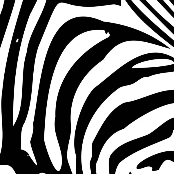 Zebra ränder bakgrund. vektor illustration — Stock vektor