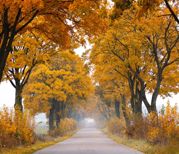Silnice na podzim. — Stock fotografie