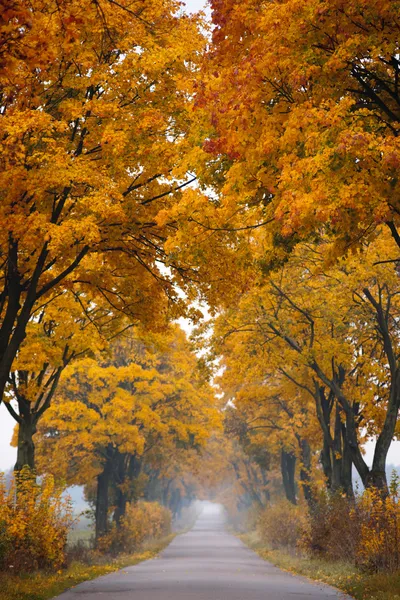 Fall road. — Stock Photo, Image